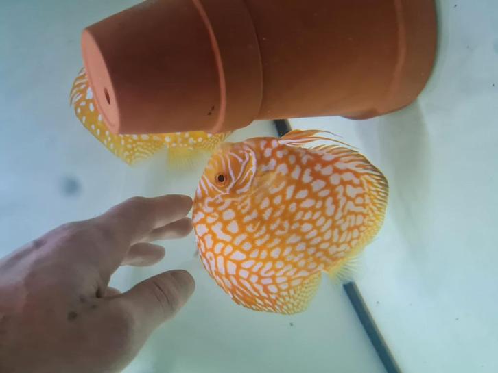 Mooi getekend koppel discus  tekoop, Dieren en Toebehoren, Vissen | Aquariumvissen, Vis