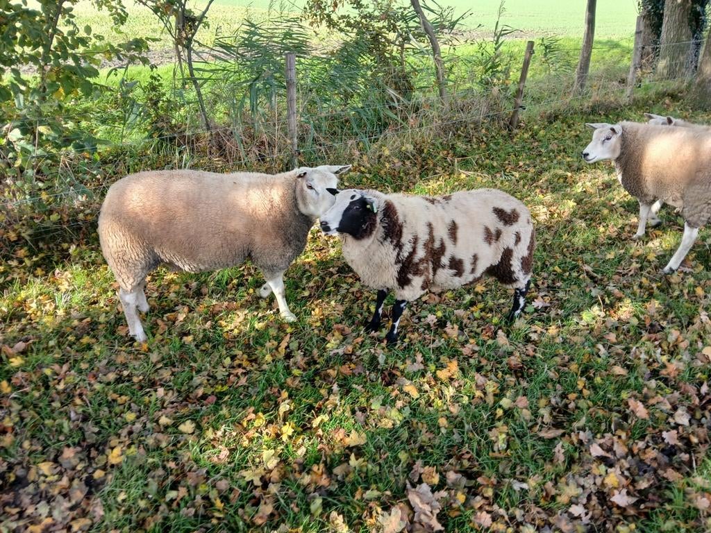 Bonte dekram, Dieren en Toebehoren, Schapen, Geiten en Varkens, Mannelijk, Schaap