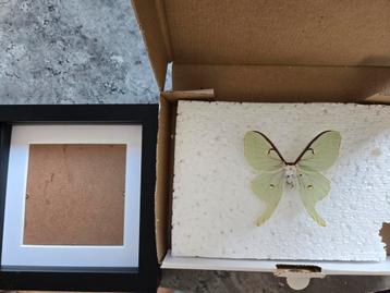 Opgezette Lunar moth met apart frame beschikbaar voor biedingen