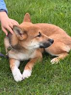 Schattig Shiba Inu Puppy, Rabiës (hondsdolheid), 15 weken tot 1 jaar, Reu, Eén hond