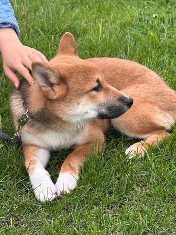Schattig Shiba Inu Puppy  beschikbaar voor biedingen