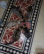 Bengaal kittens met uitmuntende stamboom, Dieren en Toebehoren, Katten en Kittens | Raskatten | Korthaar, Meerdere dieren, Gechipt