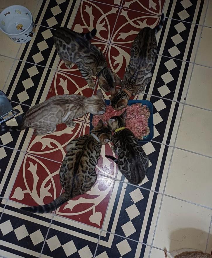 Bengaal kittens met uitmuntende stamboom, Dieren en Toebehoren, Katten en Kittens | Raskatten | Korthaar, Meerdere dieren, 0 tot 2 jaar