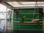 div parkieten/agaporniden/30 aug op beurs nrdwijkerhout, Meerdere dieren, Parkiet