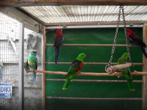 div parkieten/agaporniden/30 aug op beurs nrdwijkerhout, Dieren en Toebehoren, Vogels | Parkieten en Papegaaien, Parkiet, Meerdere dieren