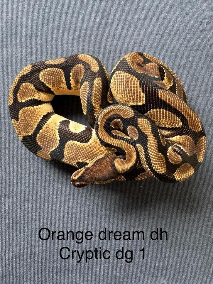 Orange Dream dh Cryptic Desert Ghost1 man koningspython, Dieren en Toebehoren, Reptielen en Amfibieën, Slang