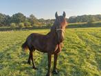 te koop mooie friese hengst, Dieren en Toebehoren, Paarden, Hengst, 0 tot 2 jaar