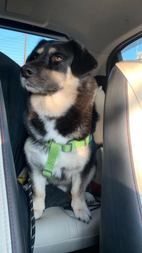 Matt verblijft in Cyprus, Dieren en Toebehoren, Honden | Niet-rashonden, Middel, Reu, Particulier, Eén hond, Buitenland, 3 tot 5 jaar