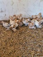 Cochin kriel oker wit gepareld, Dieren en Toebehoren, Pluimvee, Vrouwelijk, Kip