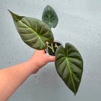 Alocasia Regal shield op hydrocultuur, Ophalen, Overige soorten, Minder dan 100 cm