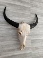 Prachtige schedel buffel/stier zeer goede staat, Ophalen, Zo goed als nieuw, Schedel