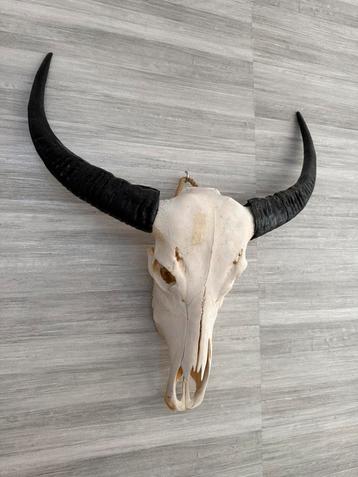 Prachtige schedel buffel/stier zeer goede staat beschikbaar voor biedingen