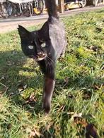 Twee lieve poezen te koop, Dieren en Toebehoren, Katten en Kittens | Overige Katten, Poes