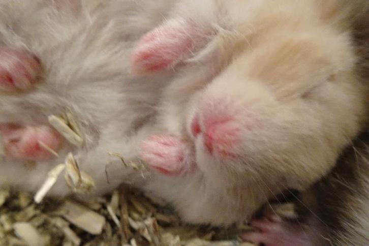 Goudhamsters in Assen., Dieren en Toebehoren, Knaagdieren, Meerdere dieren, Hamster, Januari, Tam