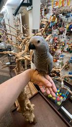 Super tamme grijze roodstaarten babys, Dieren en Toebehoren, Vrouwelijk, Papegaai, Pratend