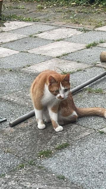 2 rode katten (gecastreerd) beschikbaar voor biedingen