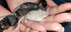 Texel muisjes!!!, Dieren en Toebehoren, Meerdere dieren, Hamster, Na 1 juli 2024