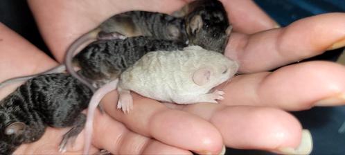 Texel muisjes!!!, Dieren en Toebehoren, Knaagdieren, Meerdere dieren, Hamster