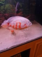 Albino pauwoog, Dieren en Toebehoren, Vissen | Aquariumvissen, Vis, Zoetwatervis