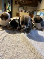 Welsh Corgi cardigan pups te koop, Dieren en Toebehoren, CDV (hondenziekte), 8 tot 15 weken, Meerdere, Meerdere dieren