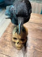 Kraai met schedel, Ophalen of Verzenden