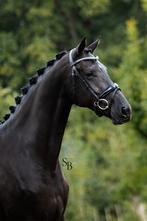 Prachtige zwarte STER merrie, Dieren en Toebehoren, Paarden, Merrie, Dressuurpaard, Ontwormd, 3 tot 6 jaar