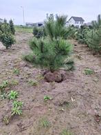 Pinus nigra nigra, Tuin en Terras, Planten | Bomen, Halfschaduw, Overige soorten, Bloeit niet, Ophalen of Verzenden