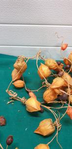 gedroogde tak, Ophalen of Verzenden, 'T Olde Gre-j, Info@toldegrej.nl, Endepoelstraat 20f Didam