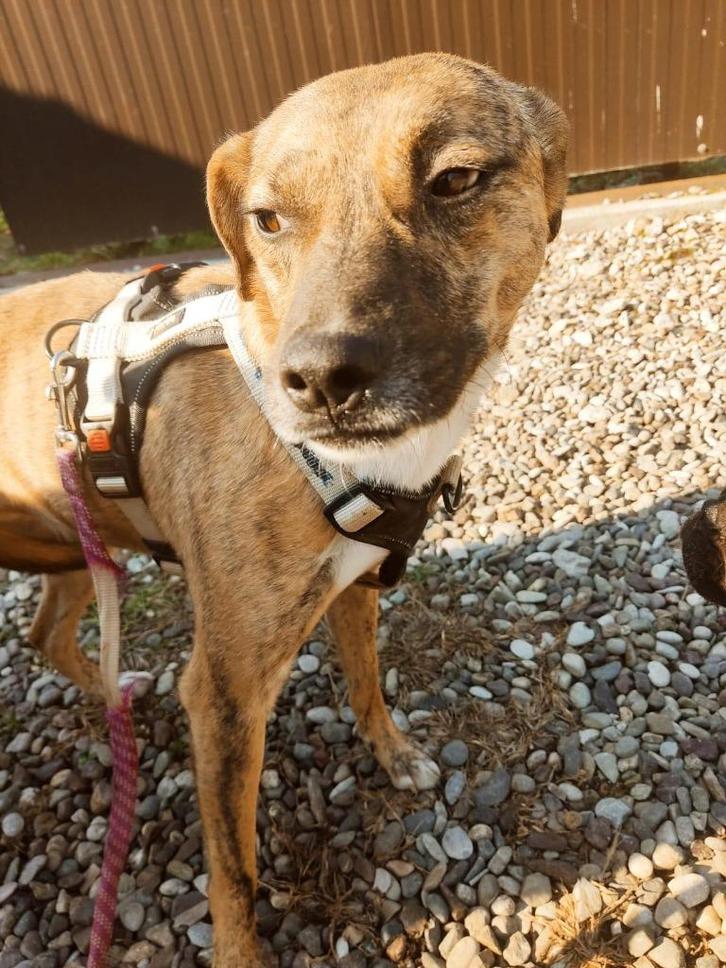 Lieve Tigy zoekt een leuk baasje, Dieren en Toebehoren, Honden | Niet-rashonden, Middel, Reu, Particulier, Eén hond, Buitenland