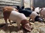 Mooie Husumer biggen oud genoeg om het nest te verlaten, Dieren en Toebehoren, Schapen, Geiten en Varkens, Meerdere dieren, Varken