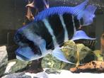 Frontosa Blue Zaïre, Dieren en Toebehoren, Vissen | Aquariumvissen, Vis, Zoetwatervis, Schoolvis