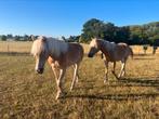 2 haflinger jaarling hengsten, Dieren en Toebehoren, Pony's, E pony (1.48m - 1.57m), Gechipt, Niet van toepassing, 0 tot 2 jaar