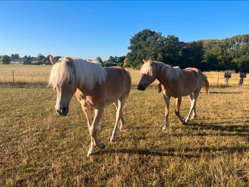 2 haflinger jaarling hengsten, Dieren en Toebehoren, Pony's, Hengst, Niet van toepassing, E pony (1.48m - 1.57m), Recreatiepony