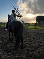 Verzorger aangeboden / verzorgpony gezocht, Dieren en Toebehoren, Stalling en Weidegang