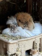 Twee Teddy Widder konijnen man/vrouw, Meerdere dieren, Klein, 3 tot 5 jaar