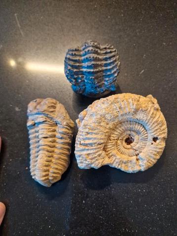 3 Fossielen  en een mier in amber beschikbaar voor biedingen