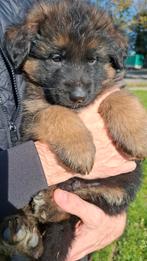 Duitse Herders – Langharige Puppy’s, Dieren en Toebehoren, CDV (hondenziekte), 8 tot 15 weken, Meerdere, Meerdere dieren