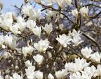 Magnolia, Overige soorten, Lente, 250 tot 400 cm, Ophalen
