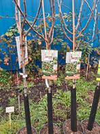 Fruitbomen, o.a. perzik, nectarine en dapple dandy, Tuin en Terras, Overige soorten, Lente, 100 tot 250 cm, Ophalen