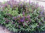 Salvia officinalis in P9 pot., Tuin en Terras, Planten | Tuinplanten, Zomer, Vaste plant, Overige soorten, Ophalen