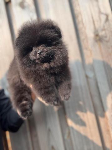 Pomeriaan pup teefje en reutje Bearface beschikbaar voor biedingen