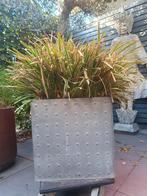 Grote winterharde siergras incl grote zinken bloembak, Ophalen, Zo goed als nieuw, Tuin, 60 cm of meer