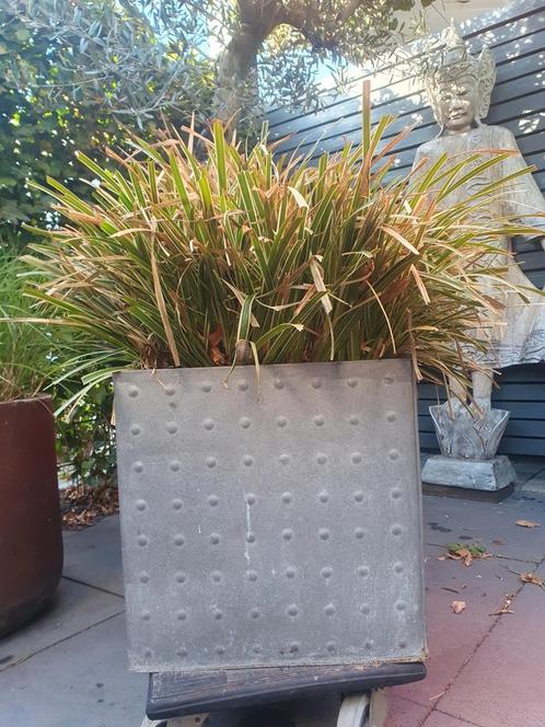 Grote winterharde siergras incl grote zinken bloembak, Tuin en Terras, Bloembakken en Plantenbakken, Zo goed als nieuw, Balkon