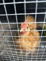 Haantje Cochin caramelkleurig - gratis, Dieren en Toebehoren, Pluimvee, Mannelijk, Kip