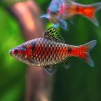 Aquariumvissen bij Sierviskwekerij Gert Kupers, Dieren en Toebehoren, Vissen | Aquariumvissen, Vis, Zoetwatervis