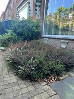 Heideplanten gratis, Tuin en Terras, Ophalen, Bodembedekkers, Vaste plant, Halfschaduw