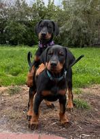 Dobermann pups met stamboom, CDV (hondenziekte), 8 tot 15 weken, Meerdere, Nederland