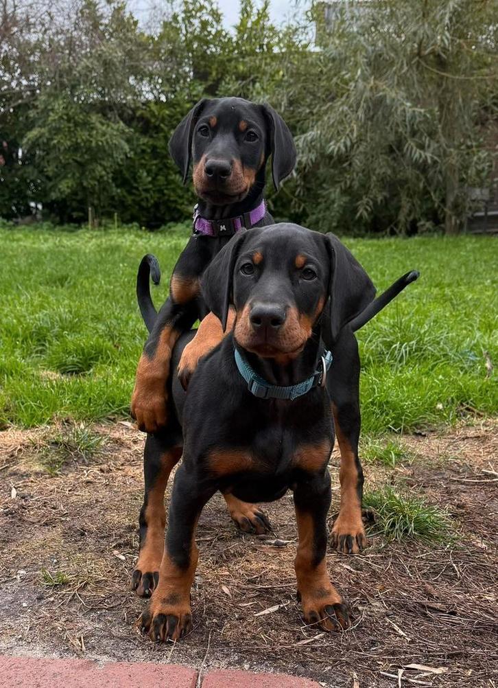Dobermann pups met stamboom, Dieren en Toebehoren, Honden | Bulldogs, Pinschers en Molossers, Reu, Overige rassen, Fokker | Hobbymatig