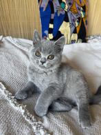 Brits Korthaar Blauw, Dieren en Toebehoren, Katten en Kittens | Raskatten | Korthaar, Meerdere dieren, Gechipt, 0 tot 2 jaar