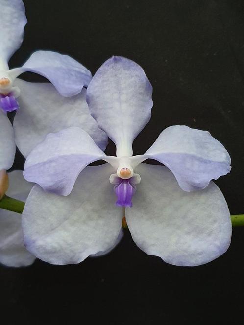 VANDA COERULEA orchidee plant, Huis en Inrichting, Kamerplanten, Overige soorten, Minder dan 100 cm, Ophalen of Verzenden